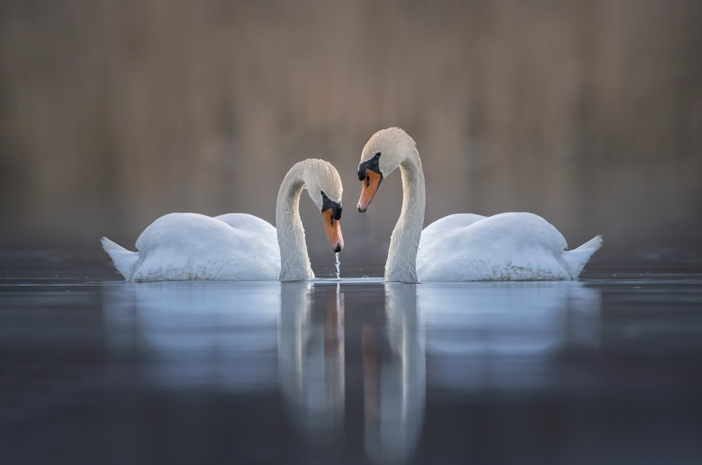 Couple von Larry Deng