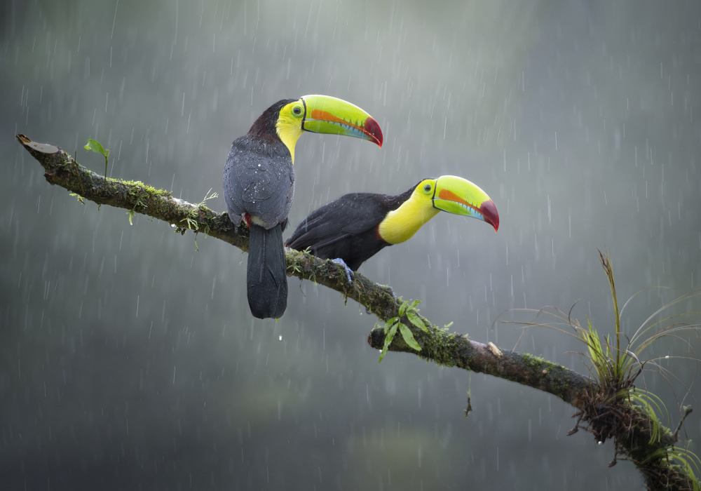 Couple von Larry Deng