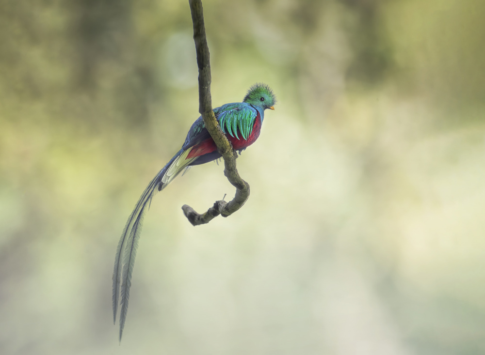 Resplendent quetzal  凤尾绿咬鹃 von Larry Deng