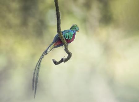 Resplendent quetzal  凤尾绿咬鹃