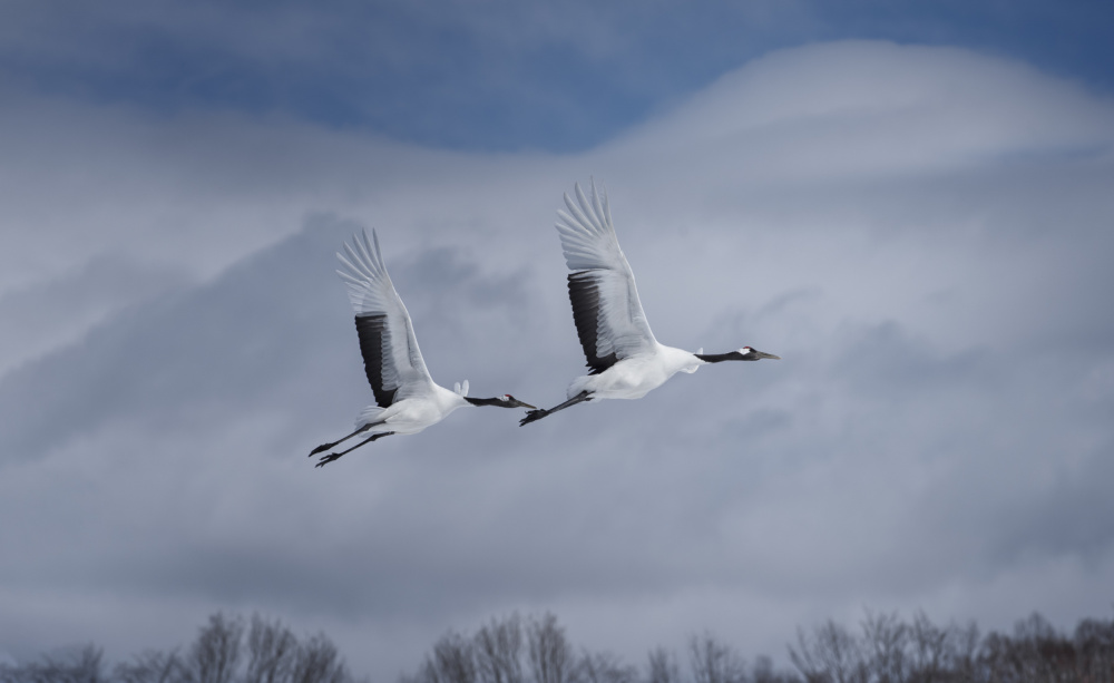 Sandhill in action von Larry Deng