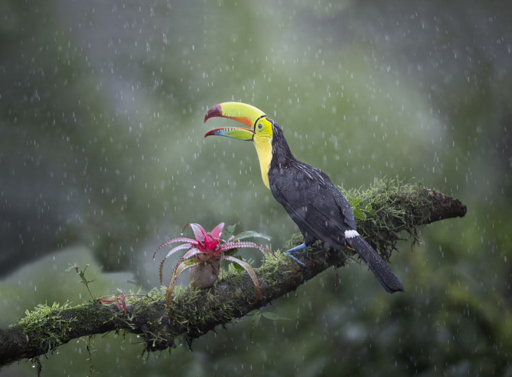 Toucan von Larry Deng