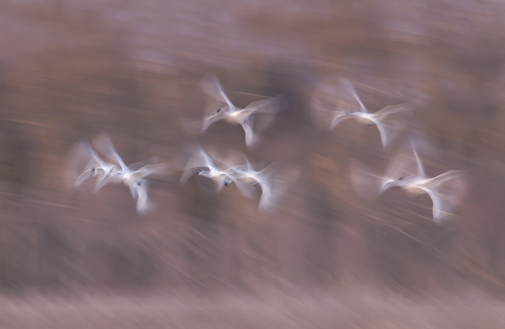 Tundra Swans in action von Larry Deng