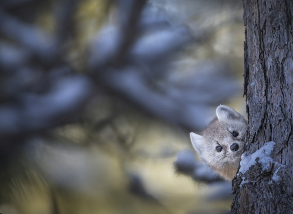 Hide and seek von Larry Deng