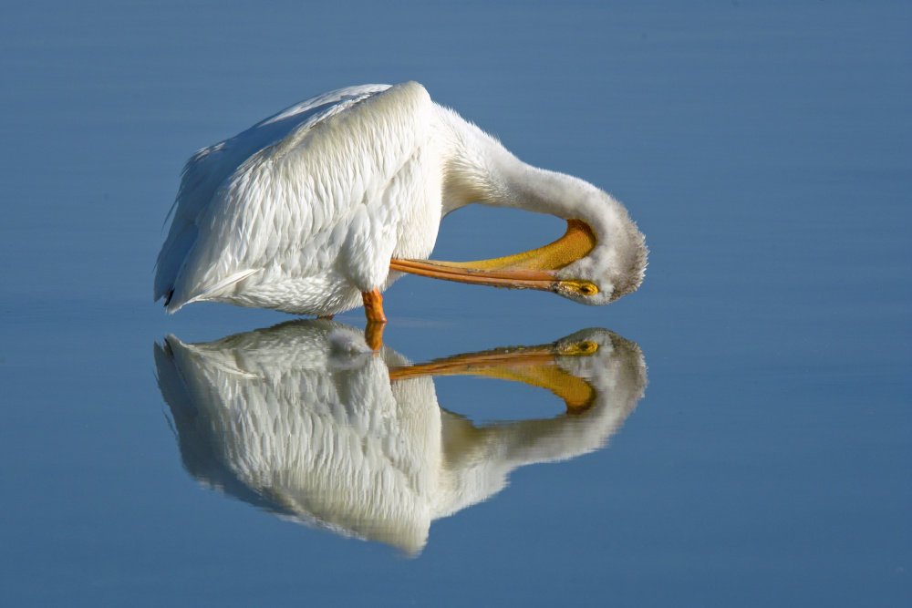 American White Pelican von Larry J. Douglas