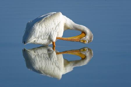 American White Pelican