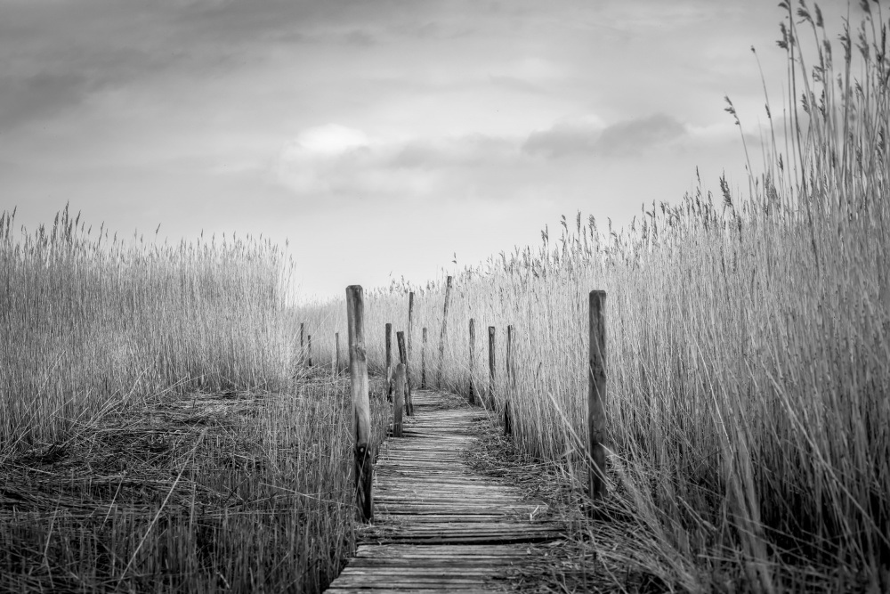 The plank bridge von Lars Hylleberg