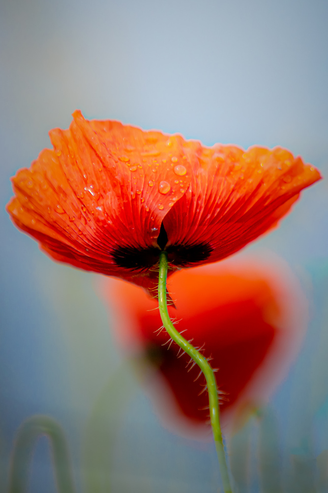 Drifting poppies von Lars Hylleberg