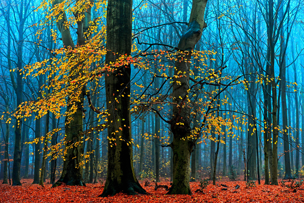 The Supremes von Lars Van De Goor