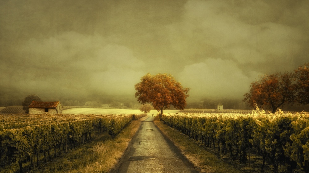 Through the Vineyard von Lars Van De Goor