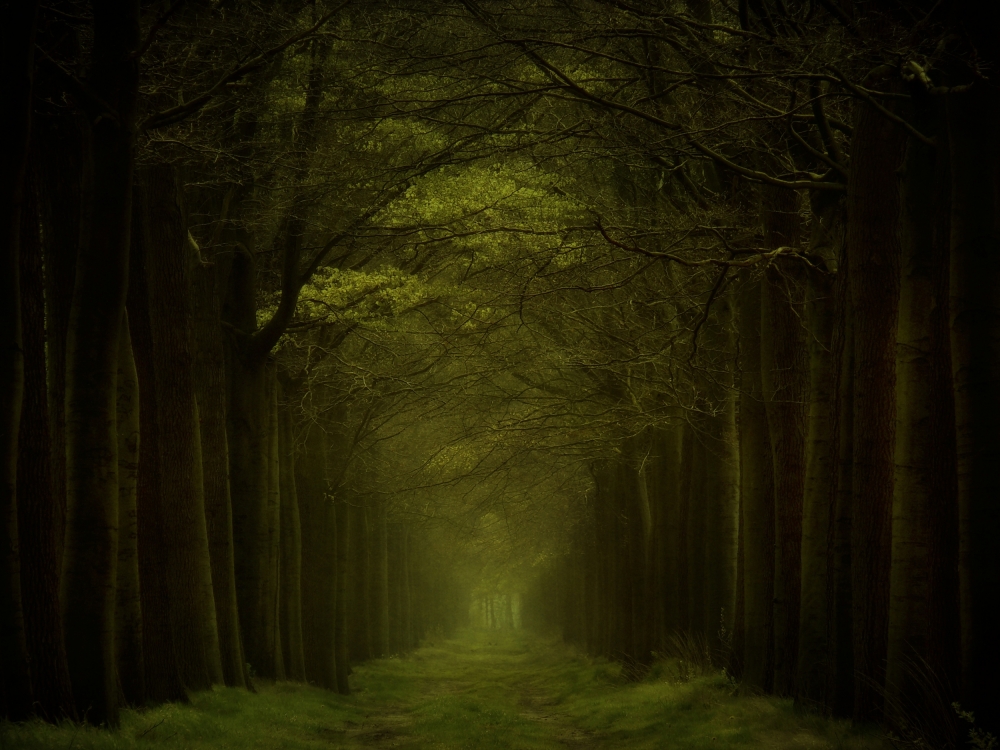 Grasslane von Lars Van De Goor