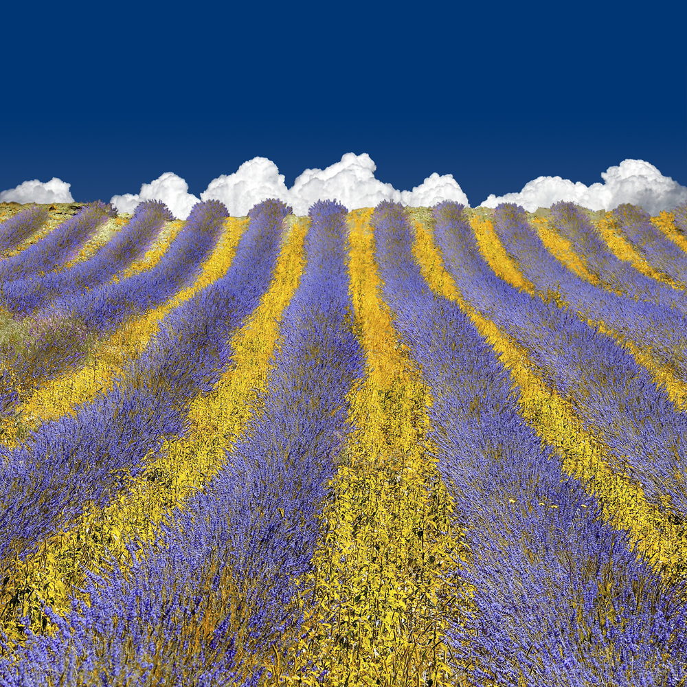 Lavender Heaven von Lars Van De Goor