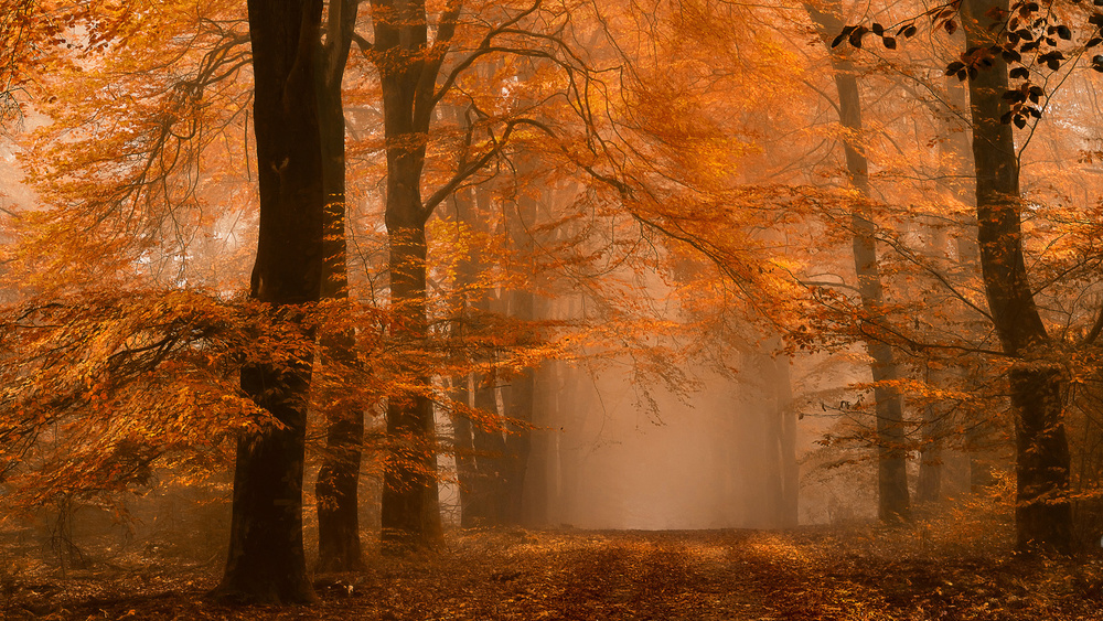 Schmorgenforgen von Lars Van De Goor