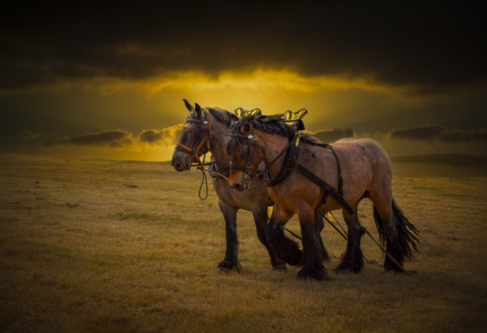 Horse III von Laruelle Philippe