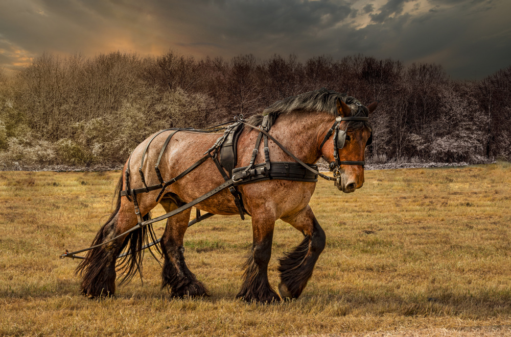 Horse VI von Laruelle Philippe