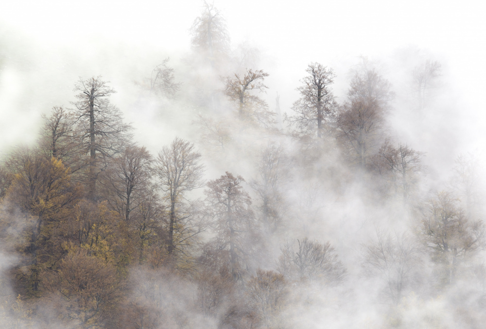 Misty forest von Laurentiu Pavel