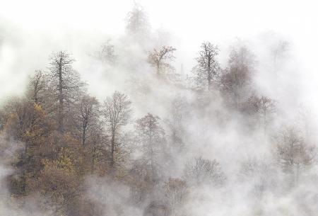 Misty forest