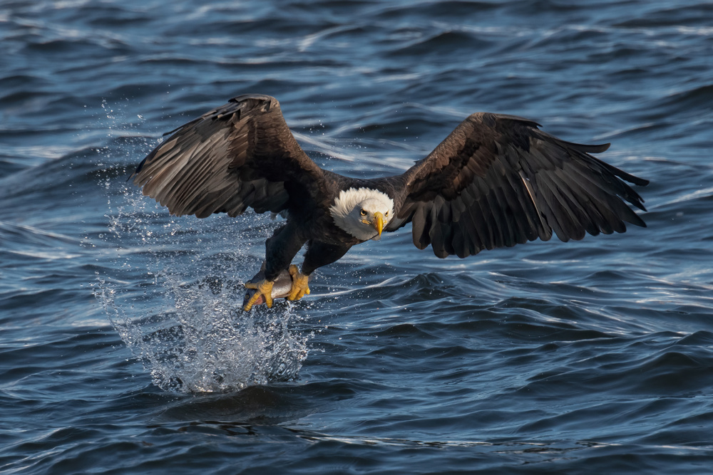 Eagle on the Mississippi River von Leah Xu