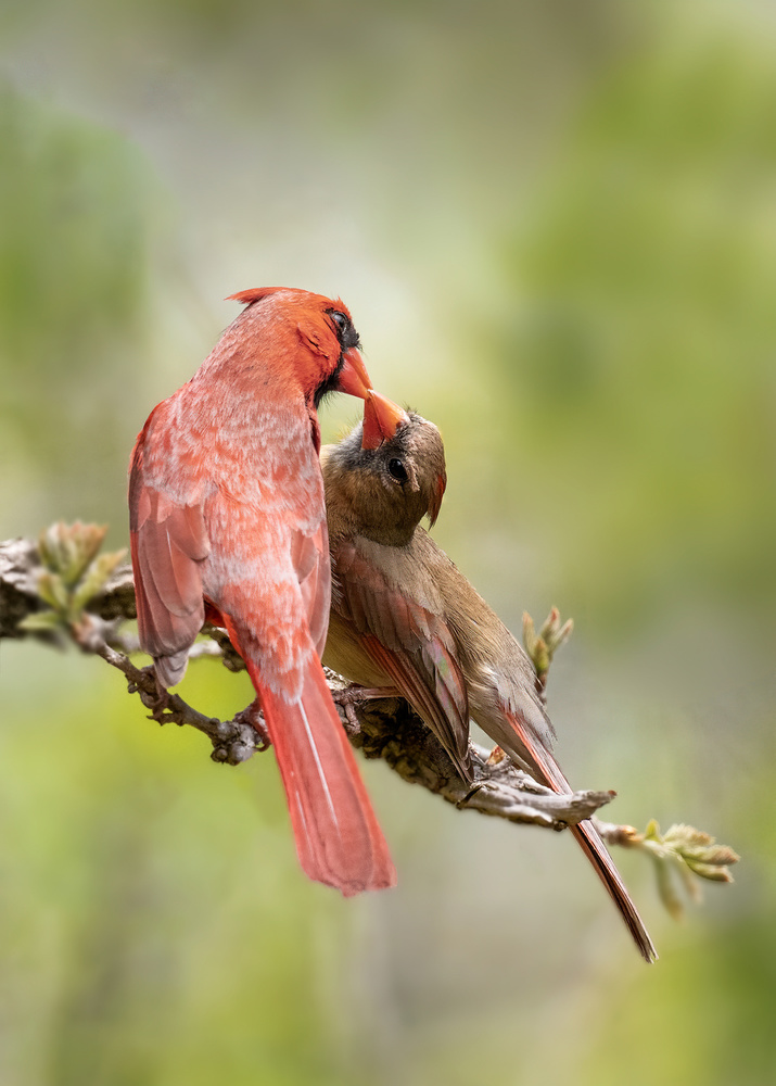 birds Kissing von Leah Xu