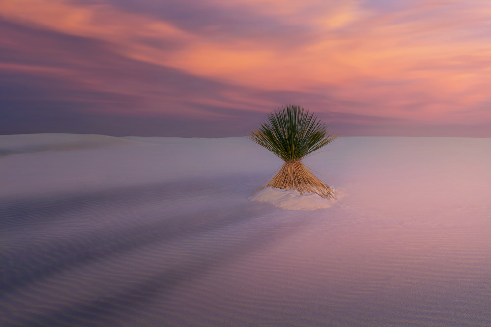 Longly Tree in EPIC Sunrise von Leah Xu