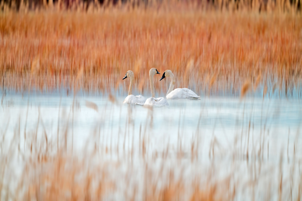 Three white swans von Leanne Lei