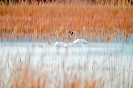 Three white swans