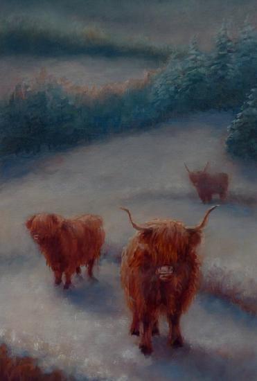 Highland Cattle