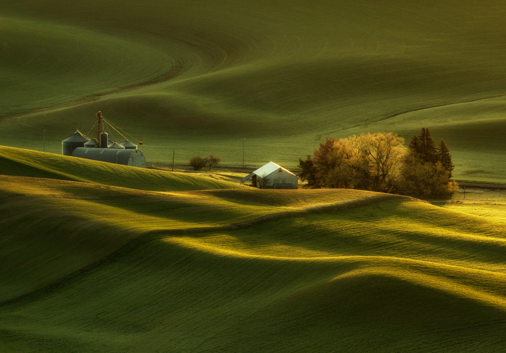 Spring Wheat Fields at Palouse von Leechee Z