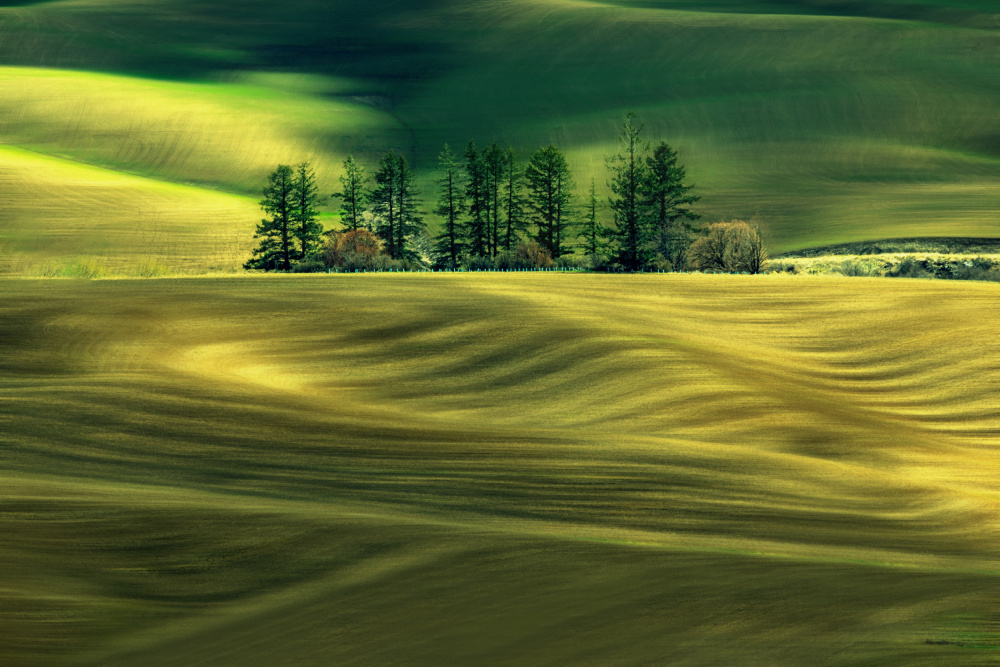 Green Field von Leechee Z