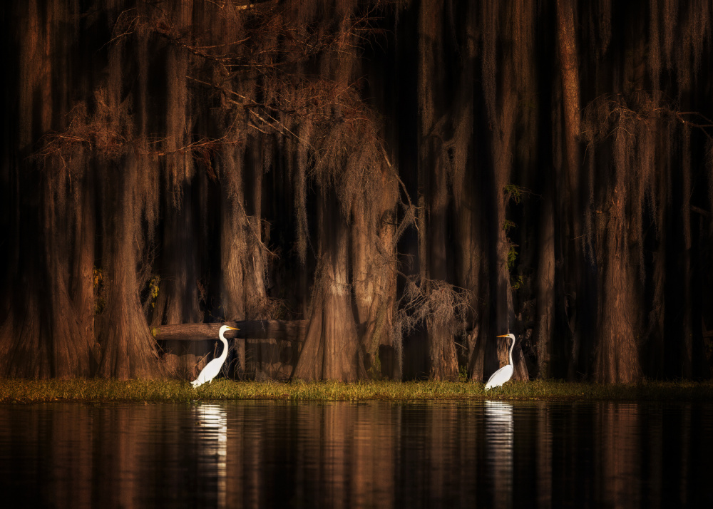 Creatures of Caddo Lake von Leechee Z