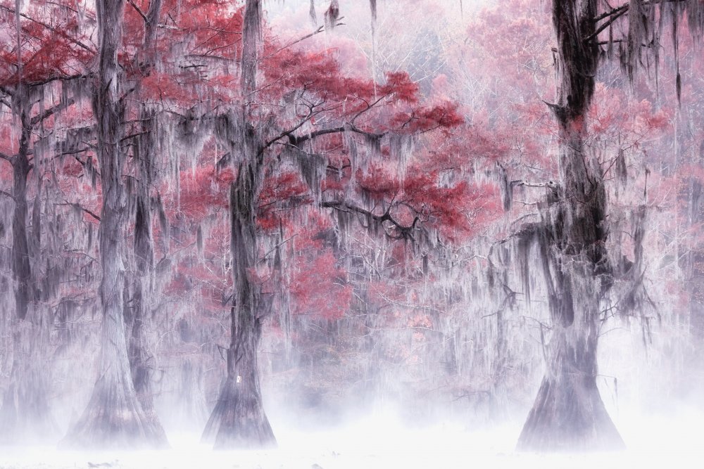 Foggy &amp; Fall Foliage at Caddo Lake von Leechee Z