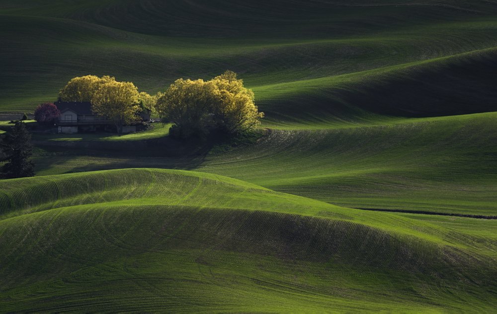 Palouse Field in May von Leechee Z