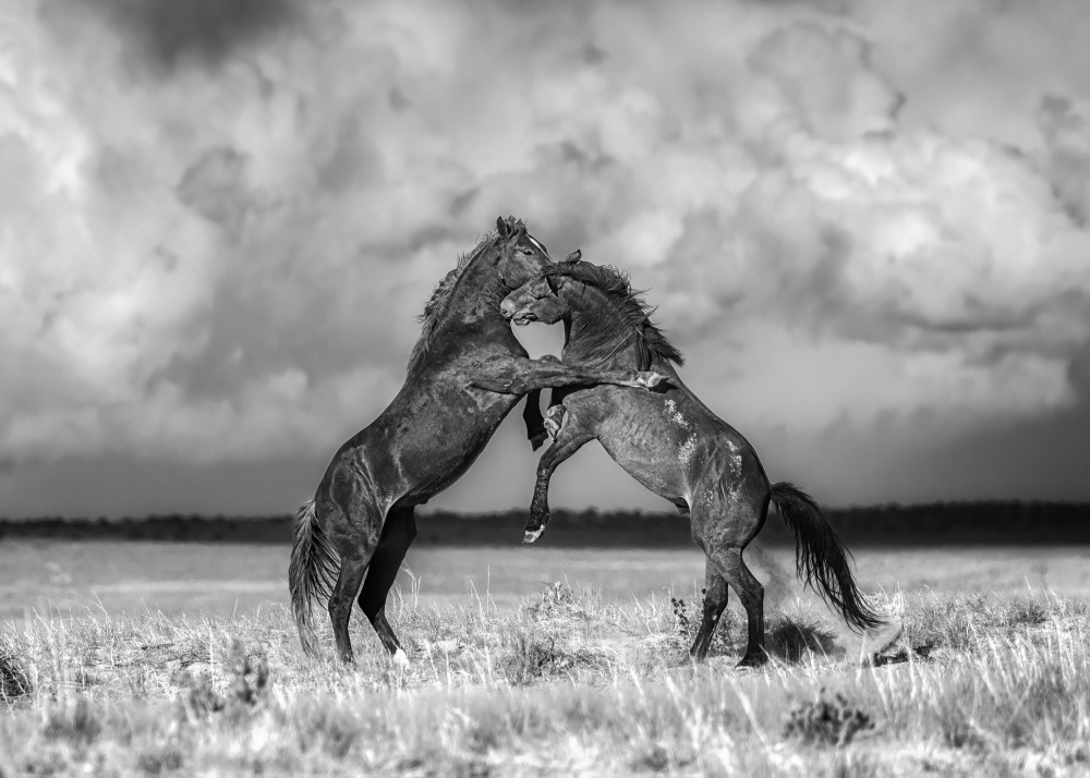 Wild Horses von Leechee Z