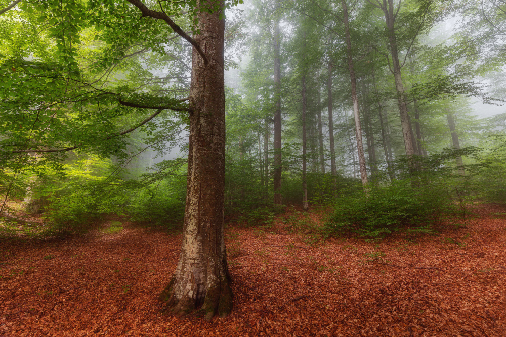 The Green Forest von Leicher Oliver