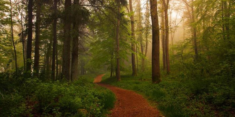 The Red Path. von Leif Landal