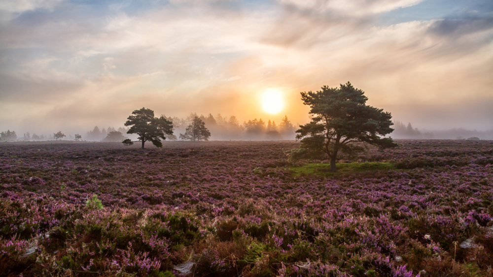 Trees on the heath. von Leif Løndal