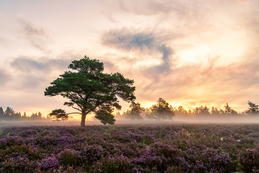 The tree on the heath. von Leif Løndal