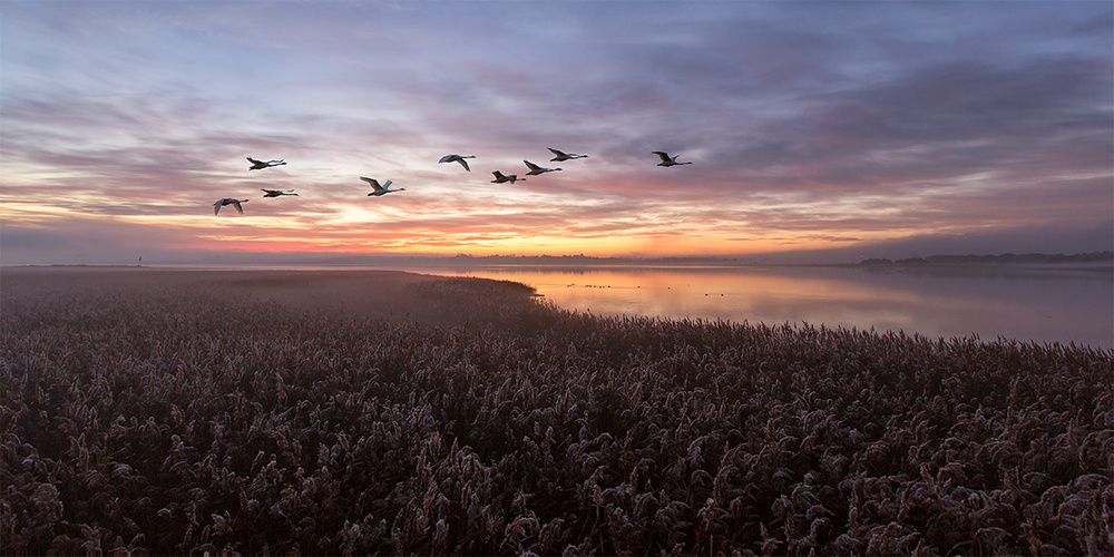 The Swans wing beats. von Leif Løndal