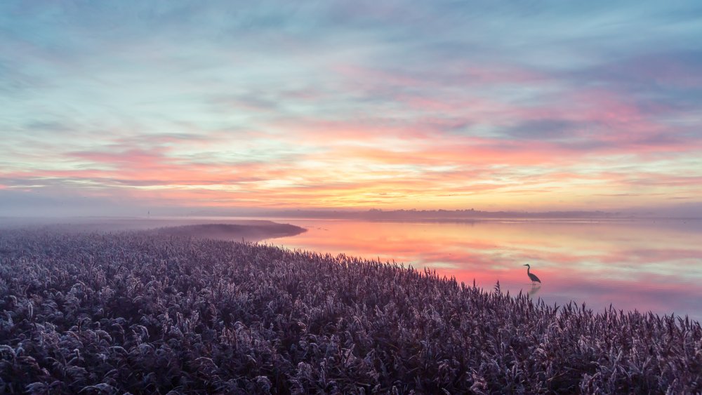 The herons morning view. von Leif Løndal