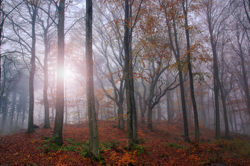 Just Forest. von Leif Løndal