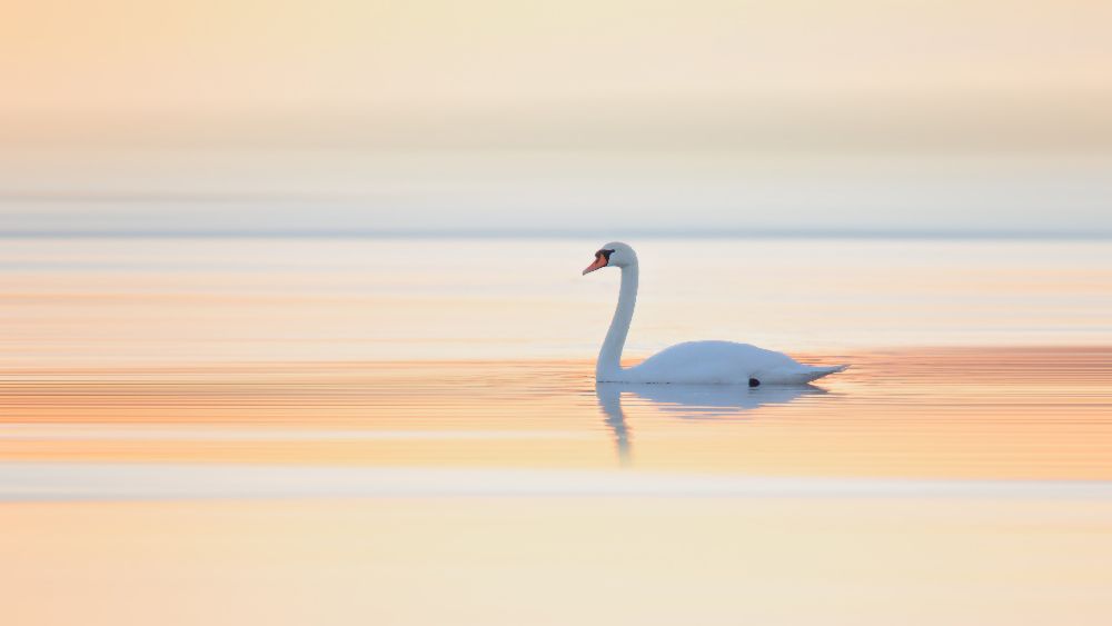 Schwan von Leif Løndal