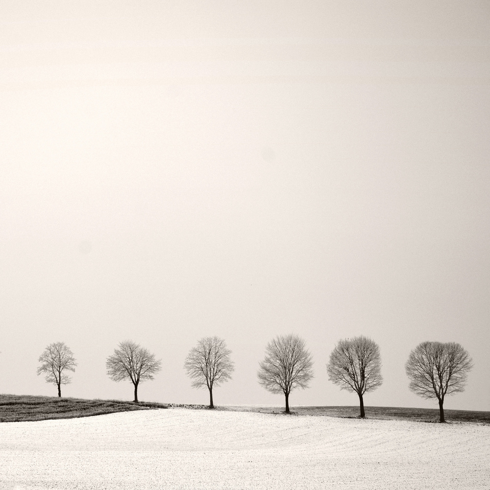 Tree Line von Lena Weisbek