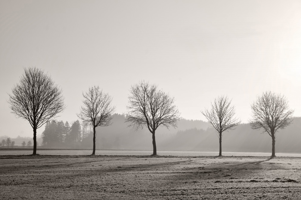 Tree Parade von Lena Weisbek