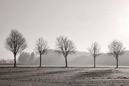 Tree Parade