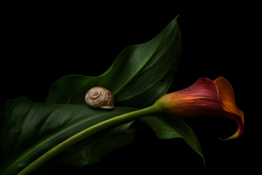 Still Life With A Calla von Lenka