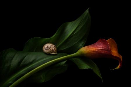 Still Life With A Calla