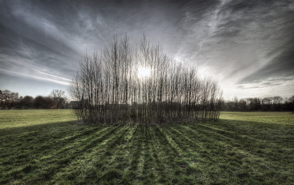 Sticky Trees von Leon