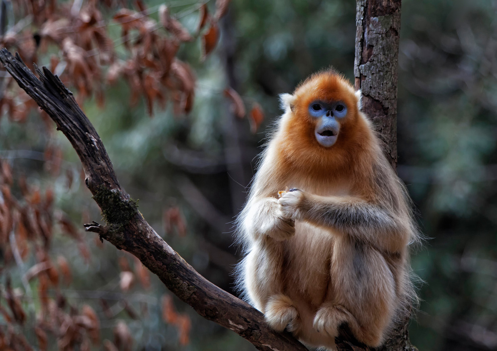 Golden snub-nosed monkey von Leon U