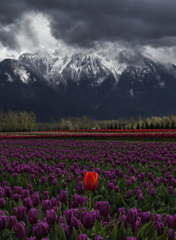 Tulip in Vancouver, Canada von Leon U