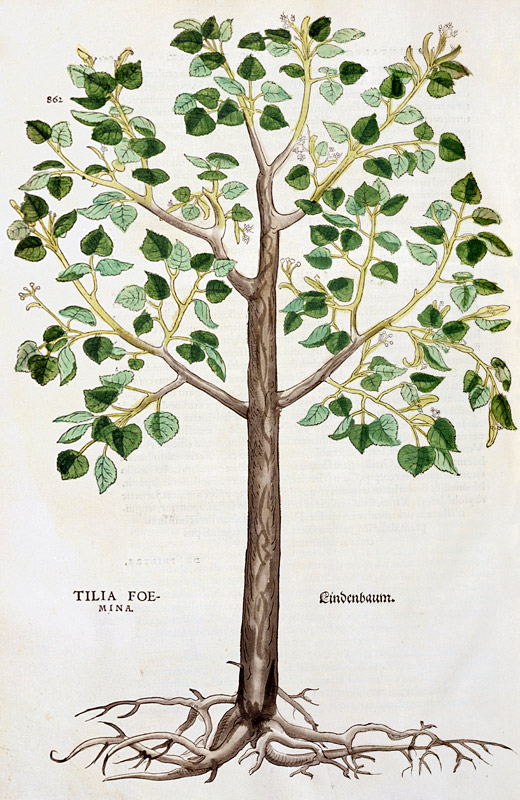 Tilia Foemina, Lindenbaum, or Lime Tree, illustration from 'De historia stirpium' von Leonhard Fuchs